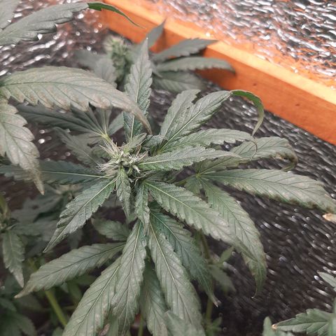 Morita XXL growlog photo: Posible problema