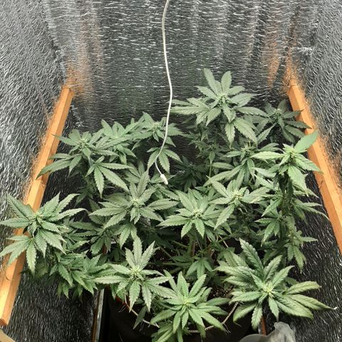 Morita XXL growlog photo: Posible problema