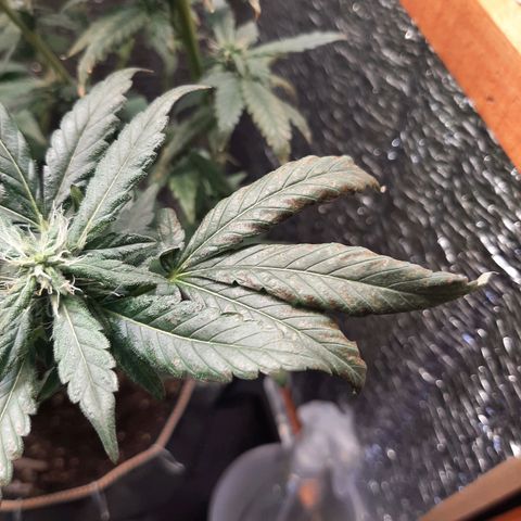 Morita XXL growlog photo: Posible problema