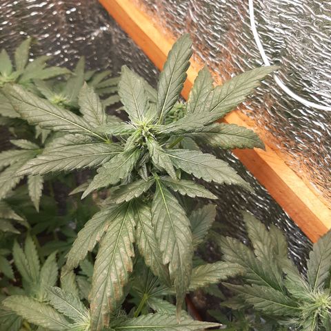 Morita XXL growlog timeline photo