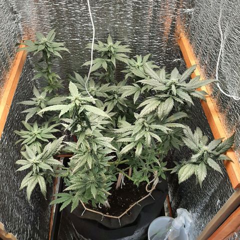 Morita XXL growlog timeline photo