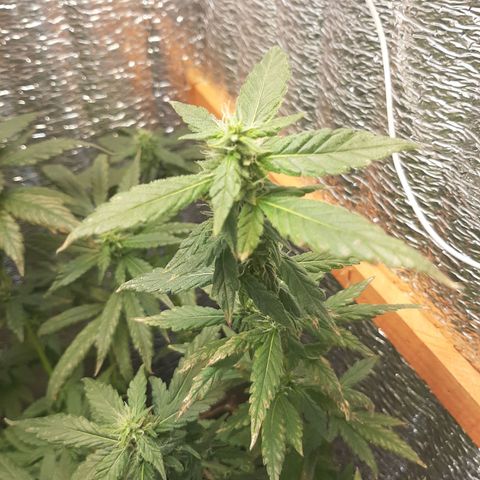Morita XXL growlog timeline photo