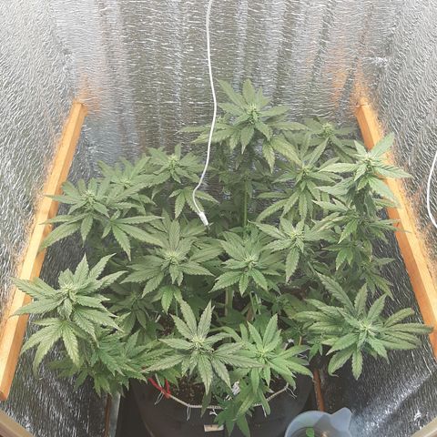 Morita XXL growlog timeline photo