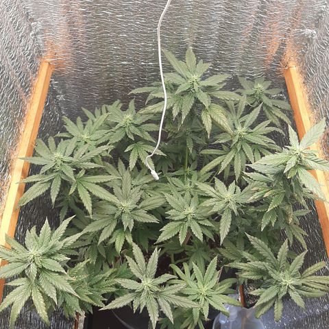 Morita XXL growlog timeline photo