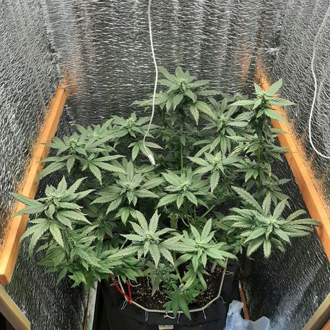 Morita XXL growlog timeline photo