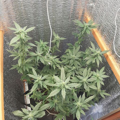 Morita XXL growlog timeline photo