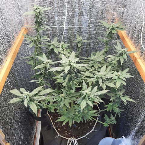Morita XXL growlog timeline photo