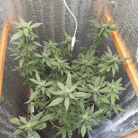 Morita XXL growlog timeline photo