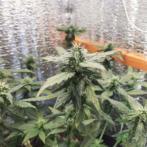 Morita XXL growlog timeline photo
