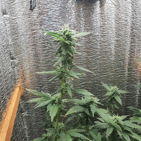 Morita XXL growlog timeline photo