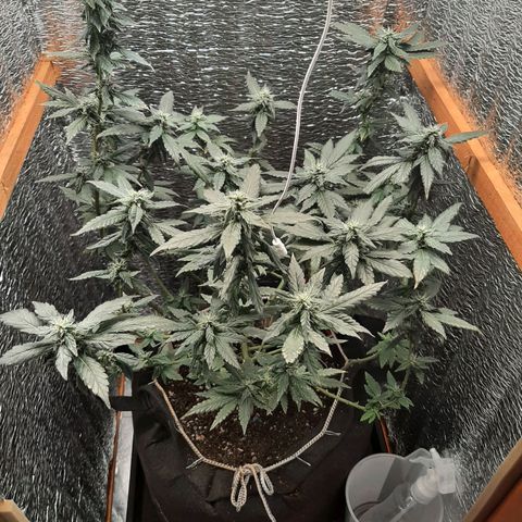 Morita XXL growlog timeline photo