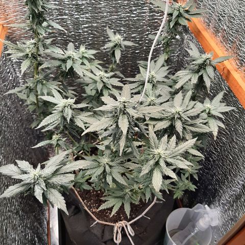 Morita XXL growlog timeline photo