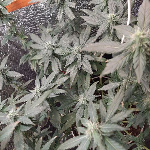 Morita XXL growlog timeline photo