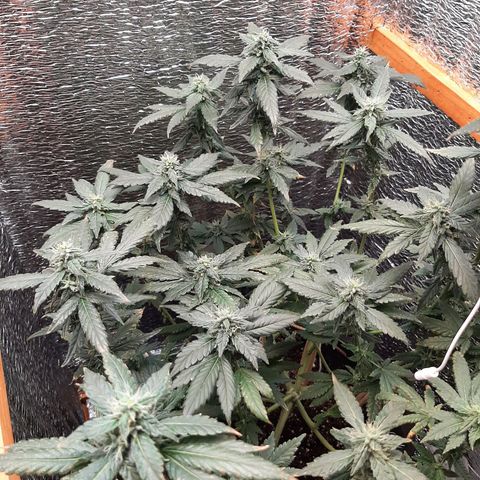 Morita XXL growlog timeline photo