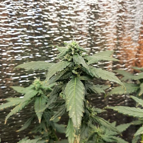 Morita XXL growlog timeline photo