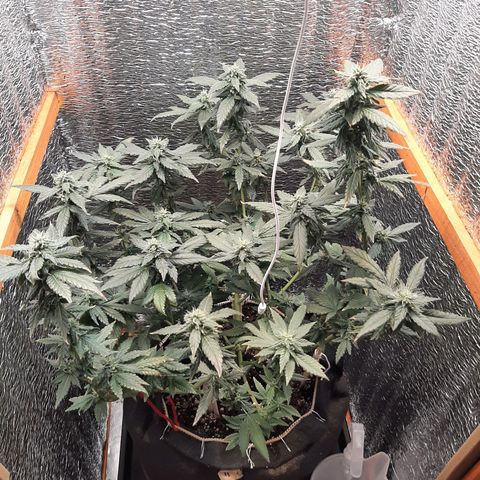 Morita XXL growlog timeline photo