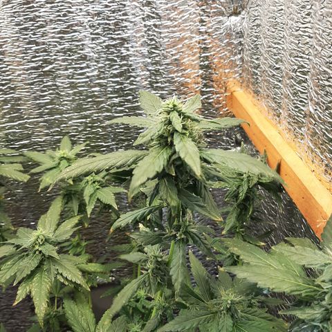 Morita XXL growlog timeline photo