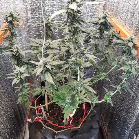 Morita XXL growlog timeline photo
