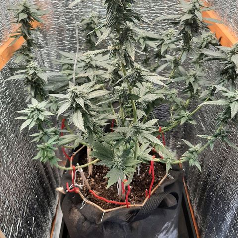 Morita XXL growlog photo: Se nota una recuperación de la sobrefertilizacion