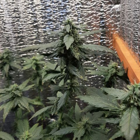 Morita XXL growlog photo: Se nota una recuperación de la sobrefertilizacion