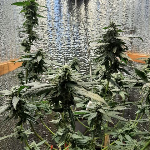 Morita XXL growlog timeline photo