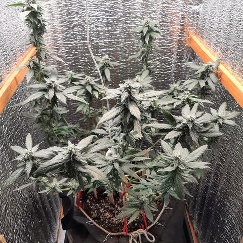 Morita XXL growlog timeline photo