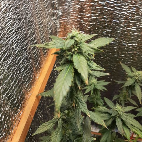 Morita XXL growlog timeline photo