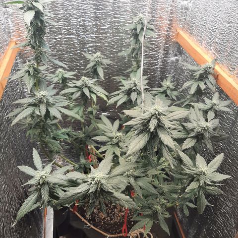 Morita XXL growlog timeline photo