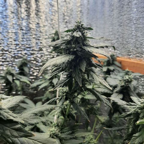 Morita XXL growlog timeline photo