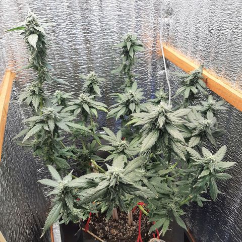 Morita XXL growlog timeline photo