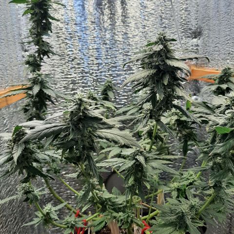 Morita XXL growlog timeline photo