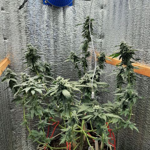 Morita XXL growlog timeline photo