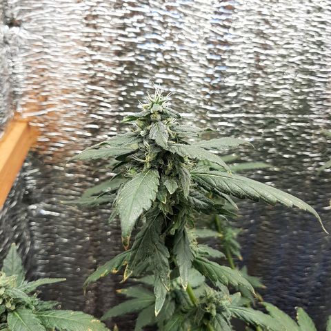 Morita XXL growlog timeline photo