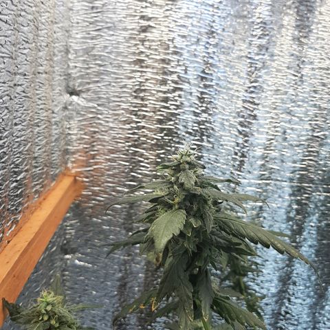 Morita XXL growlog timeline photo