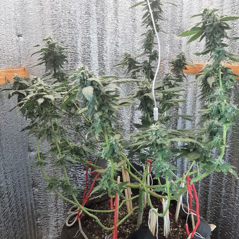 Morita XXL growlog timeline photo