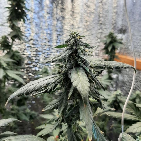 Morita XXL growlog timeline photo