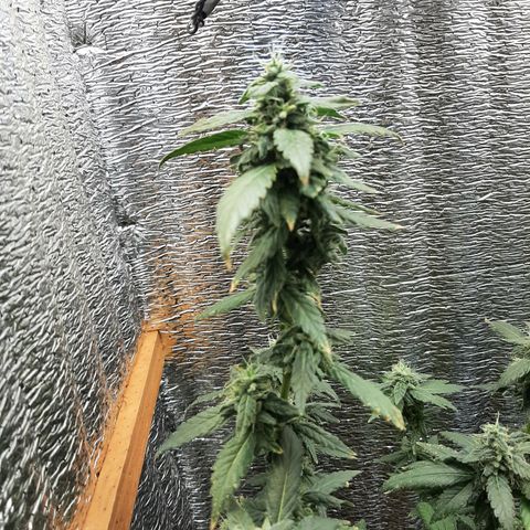 Morita XXL growlog timeline photo