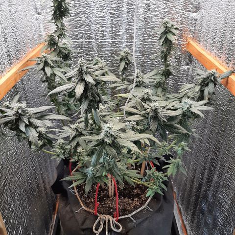 Morita XXL growlog timeline photo