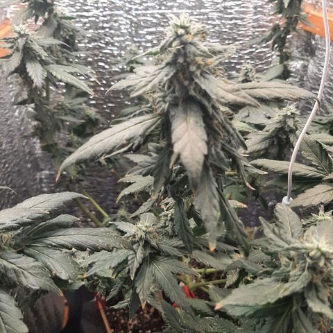 Morita XXL growlog timeline photo