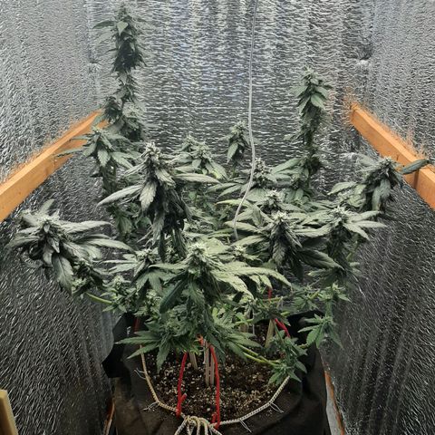 Morita XXL growlog timeline photo