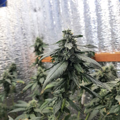 Morita XXL growlog timeline photo