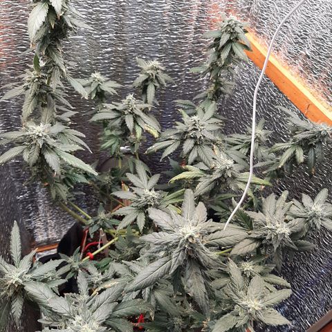 Morita XXL growlog timeline photo