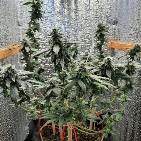 Morita XXL growlog timeline photo