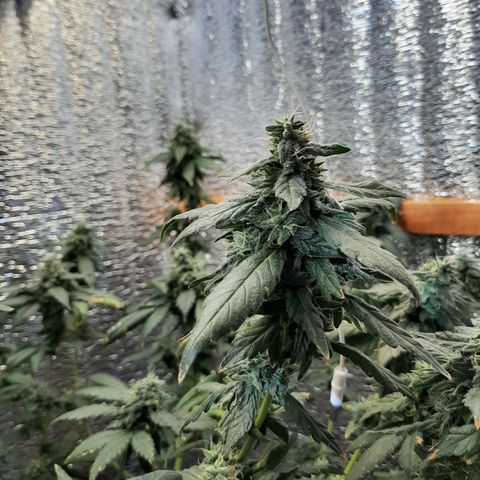 Morita XXL growlog timeline photo