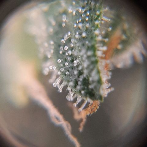 Morita XXL growlog timeline photo