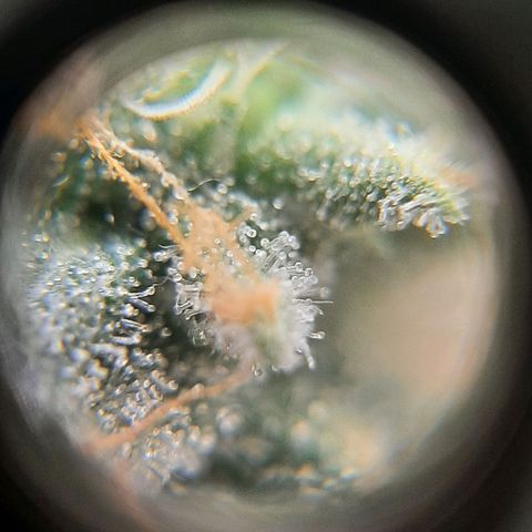 Morita XXL growlog timeline photo