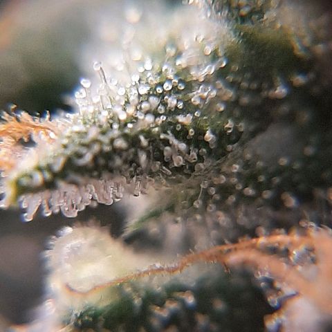 Morita XXL growlog timeline photo