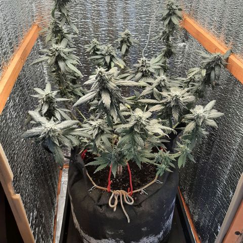Morita XXL growlog timeline photo