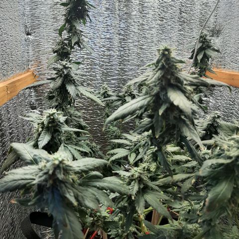 Morita XXL growlog timeline photo