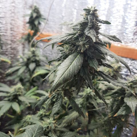 Morita XXL growlog timeline photo